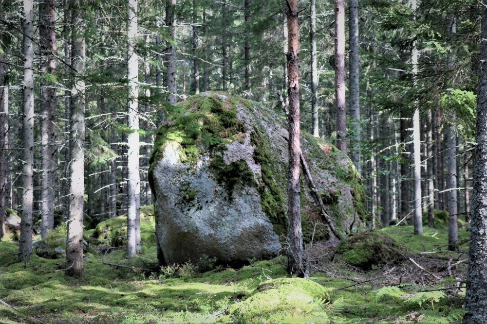 im schwedischen Wald